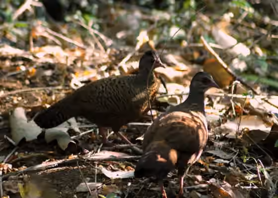 Dokumentasi Galloperdix spadicea