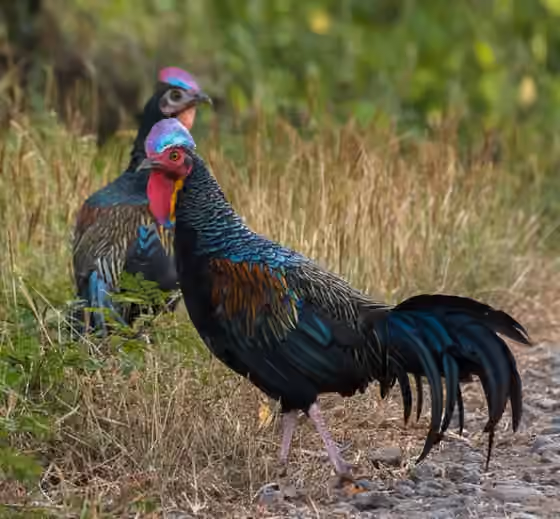 Dokumentasi Gallus varius