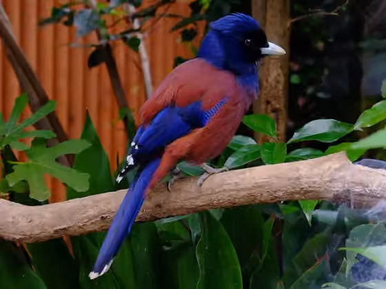 Dokumentasi Garrulus lidthi
