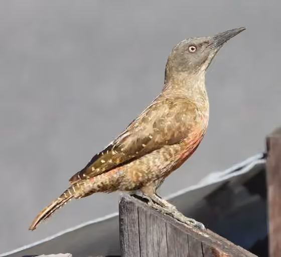Dokumentasi Geocolaptes olivaceus