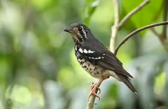 Dokumentasi Geokichla cinerea