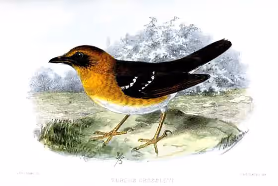 Ilustrasi Geokichla crossleyi