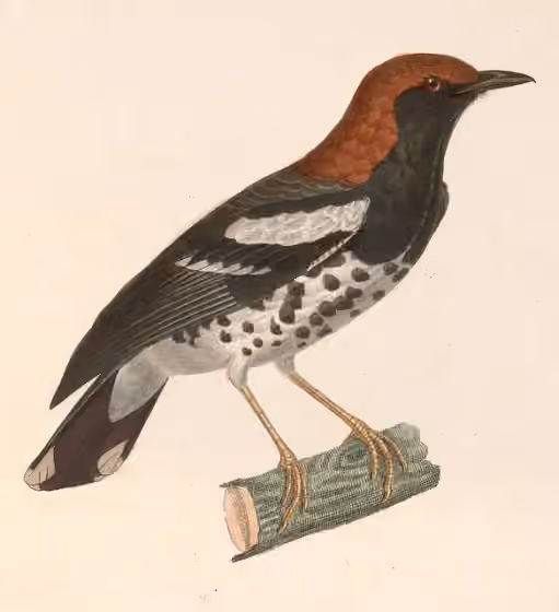 Ilustrasi Geokichla interpres