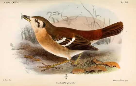 Ilustrasi Geokichla princei