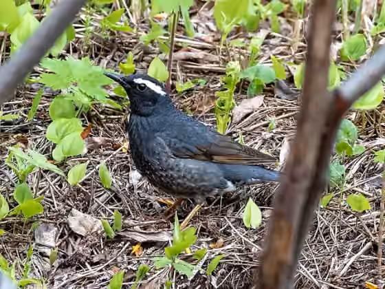 Dokumentasi Geokichla sibirica