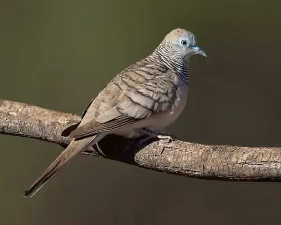 Dokumentasi Geopelia placida