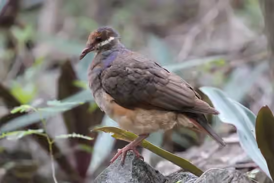 Dokumentasi Geotrygon mystacea