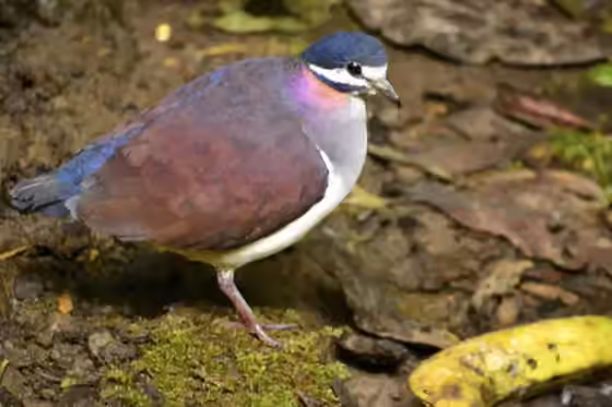 Dokumentasi Geotrygon purpurata