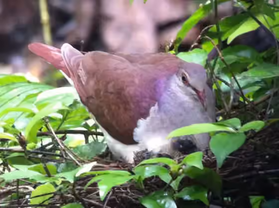 Dokumentasi Geotrygon violacea