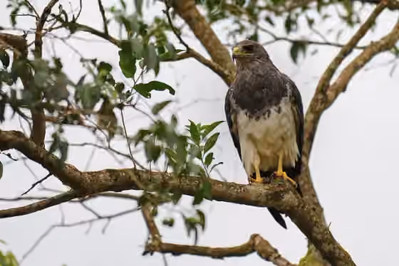 Dokumentasi Geranoaetus melanoleucus