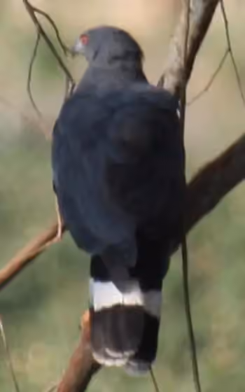 Dokumentasi Geranospiza caerulescens