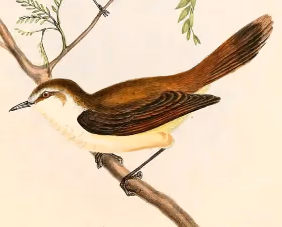 Ilustrasi Gerygone albofrontata