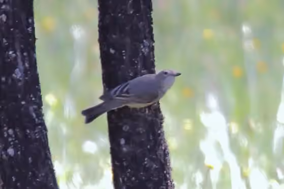 Dokumentasi Gerygone fusca