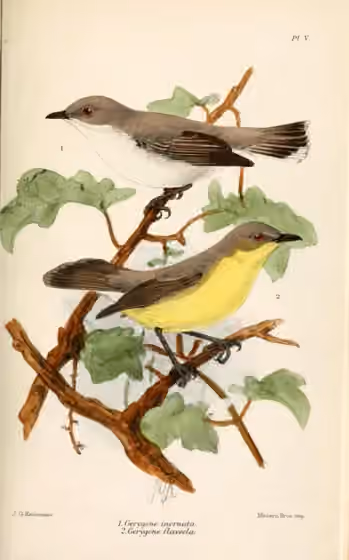 Ilustrasi Gerygone inornata pada burung bagian atas; burung bagian bawah merupakan spesies lain.