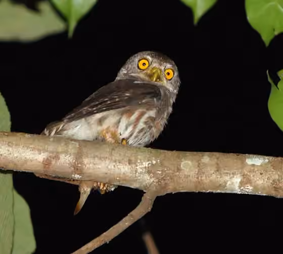 Dokumentasi Glaucidium hardyi