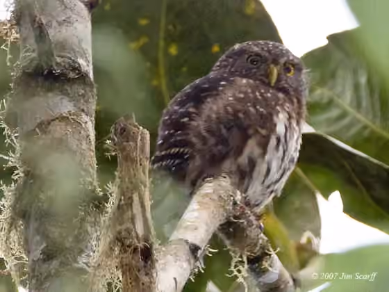 Dokumentasi Glaucidium jardinii