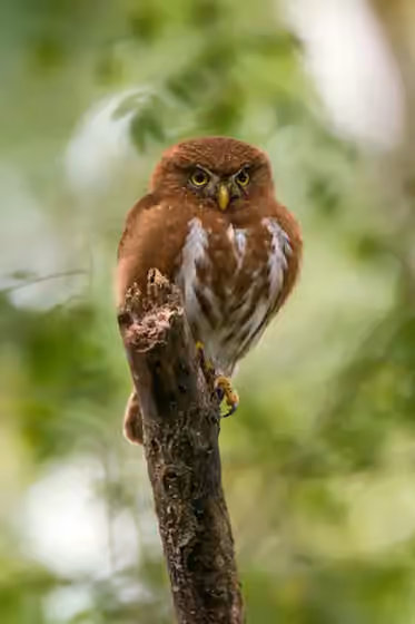 Dokumentasi Glaucidium minutissimum