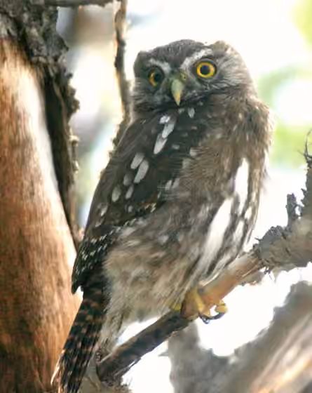 Dokumentasi Glaucidium nana