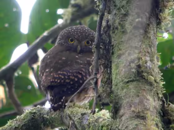 Dokumentasi Glaucidium nubicola