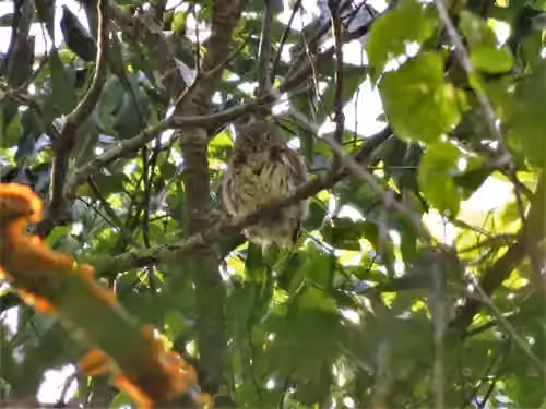 Dokumentasi Glaucidium sanchezi