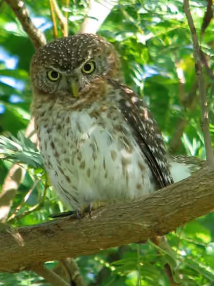 Dokumentasi Glaucidium siju