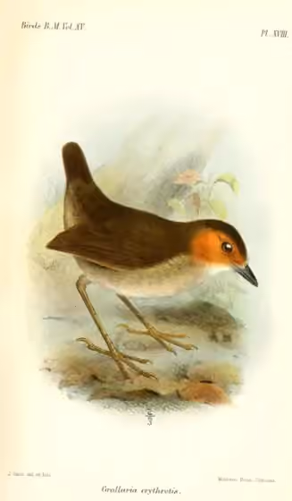 Ilustrasi Grallaria erythrotis