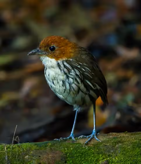 Dokumentasi Grallaria ruficapilla