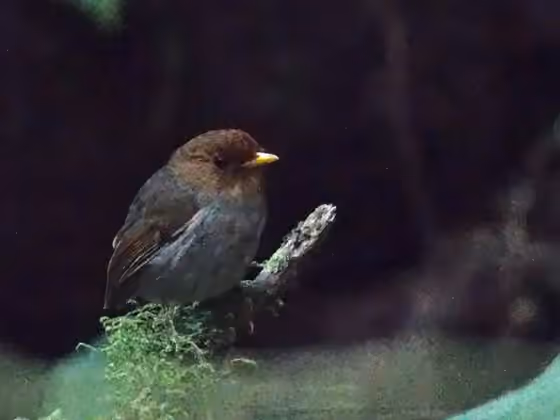 Dokumentasi Grallaricula cucullata