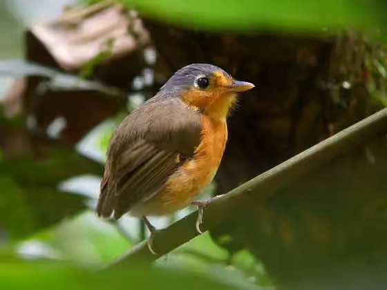 Dokumentasi Grallaricula cumanensis