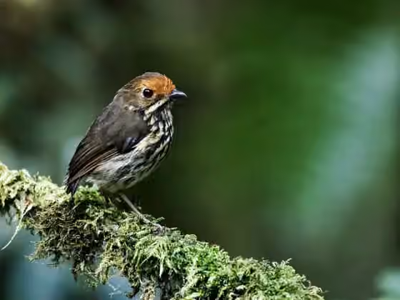 Dokumentasi Grallaricula ochraceifrons