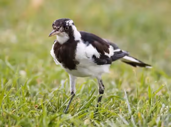 Dokumentasi Grallina cyanoleuca