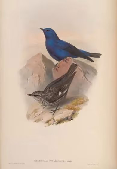 Ilustrasi Grandala coelicolor