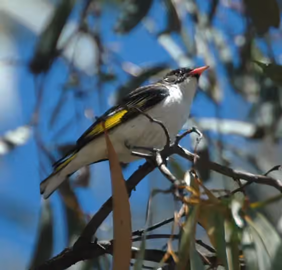 Dokumentasi Grantiella picta