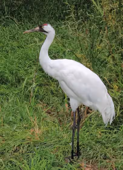 Dokumentasi Grus americana