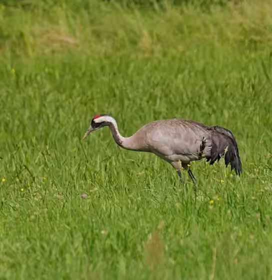 Dokumentasi Grus grus
