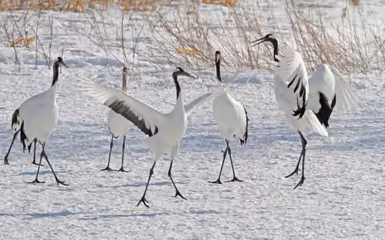 Dokumentasi Grus japonensis