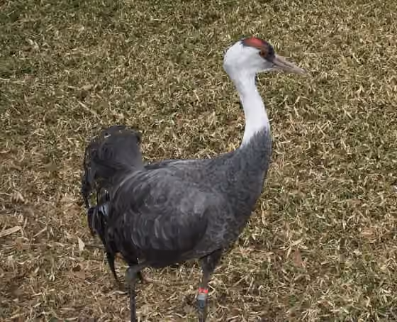 Dokumentasi Grus monacha