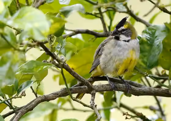Dokumentasi Gubernatrix cristata