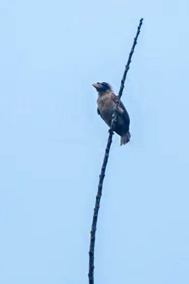 Dokumentasi Gymnobucco peli