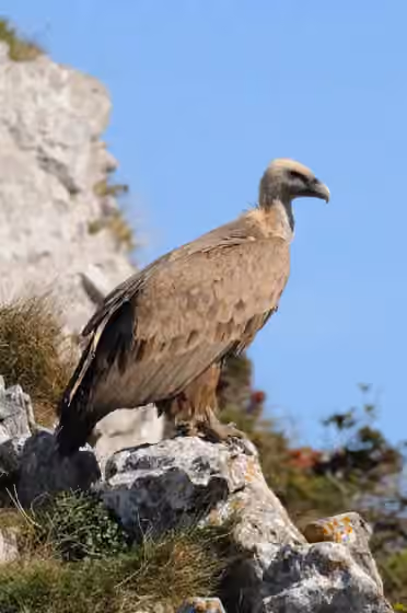 Dokumentasi Gyps fulvus