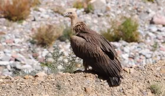 Dokumentasi Gyps himalayensis