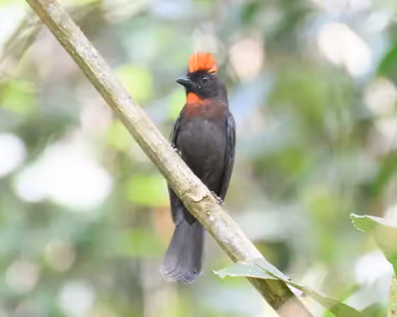 Dokumentasi Habia gutturalis