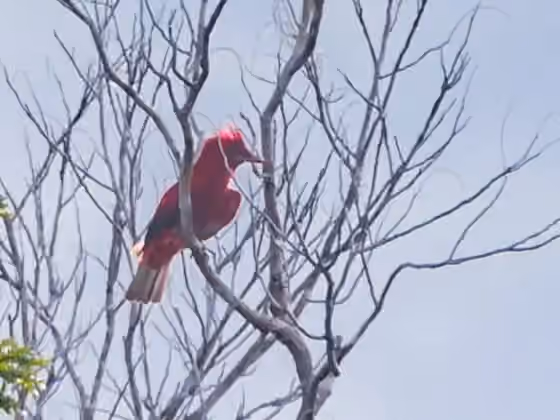 Dokumentasi Haematoderus militaris