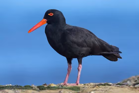 Dokumentasi Haematopus fuliginosus