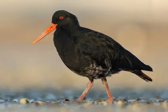 Dokumentasi Haematopus unicolor