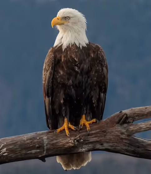 Dokumentasi Haliaeetus leucocephalus