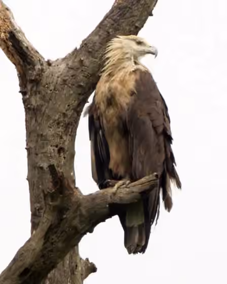 Dokumentasi Haliaeetus leucoryphus
