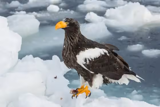 Dokumentasi Haliaeetus pelagicus