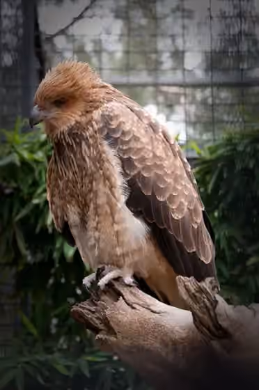 Dokumentasi Haliastur sphenurus