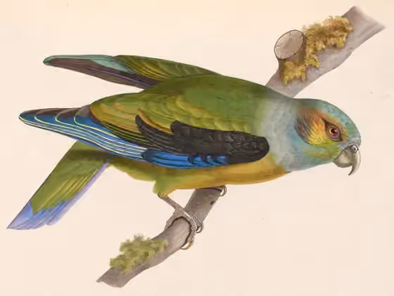 Ilustrasi Hapalopsittaca melanotis